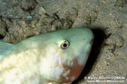 Pappagallo a muso lungo (Hipposcarus harid)