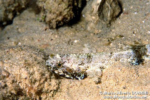 Pesce lucertola nebuloso (Saurida nebulosa)