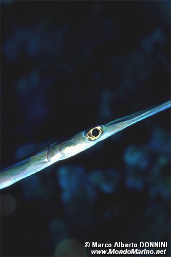 Pesce flauto (Fistularia commersonii)