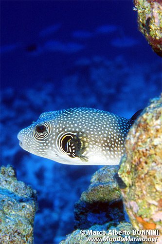 Pesce palla a punti bianchi (Arothron hispidus)