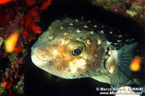 Pesce istrice (Cyclichthys spilostylus)