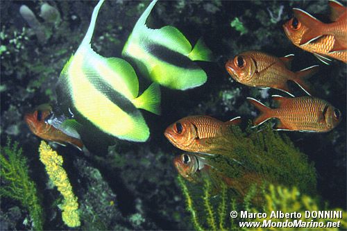 Pesce farfalla virgola (Heniochus intermedius)