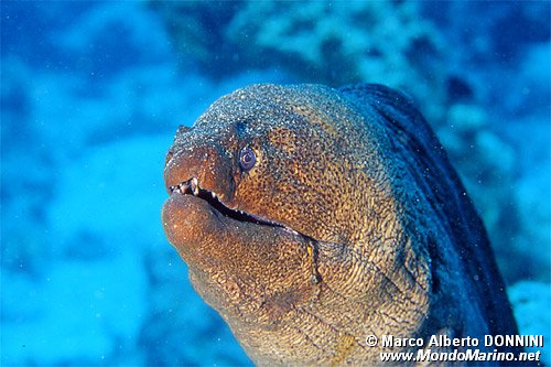 Murena gigante (Gymnothorax javanicus)