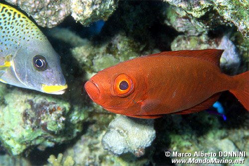 Pesce occhio grosso (Priacanthus hamrur)