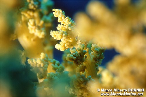 Corallo molle (Nepthea n.d.)