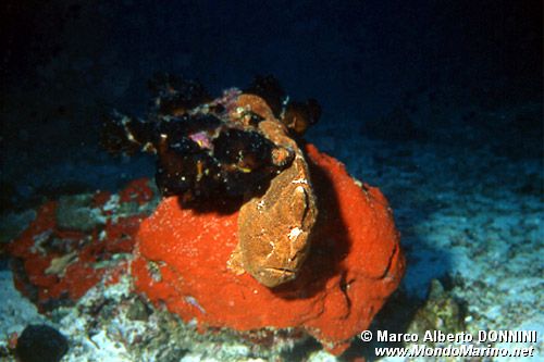 Pesce rana gigante (Antennarius commersoni)