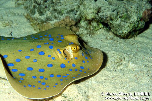 Razza a macchie blu (Taeniura lymma)