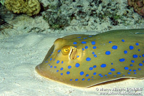 Razza a macchie blu (Taeniura lymma)