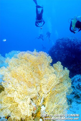 Gorgonia (Subergorgia hicksoni)