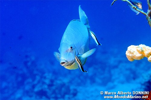 Pesce unicorno liscio (Naso hexacanthus)