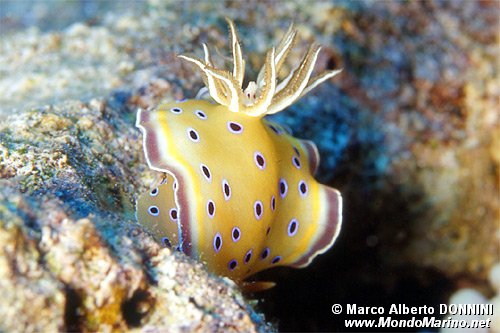 Chromodoris gemella (Chromodoris geminus)