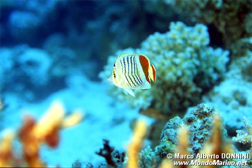 Pesce farfalla coda rossa (Chaetodon paucifasciatus)