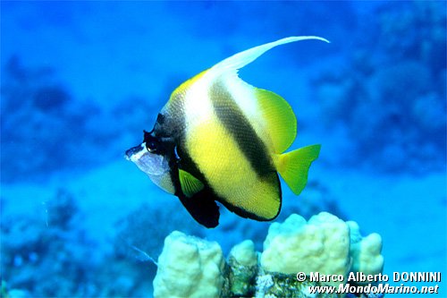 Pesce farfalla virgola (Heniochus intermedius)