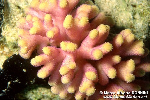 Corallo (Acropora palifera)
