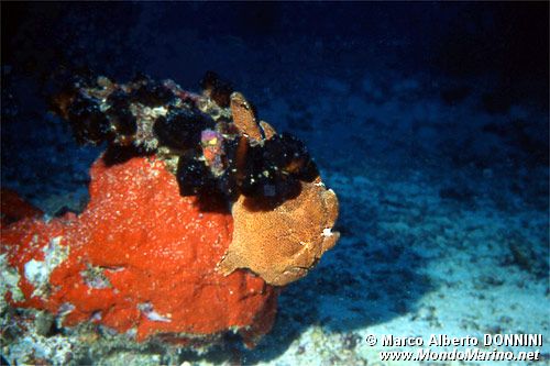 Pesce rana gigante (Antennarius commersoni)