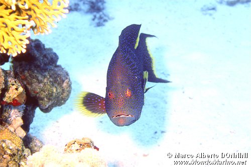 Cernia coda mezzaluna (Variola louti)