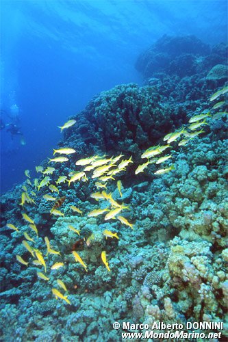 Triglia pinna gialla (Mulloidichthys vanicolensis)