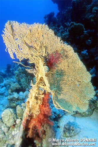Gorgonia (Subergorgia hicksoni)