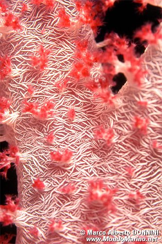 Alcionario rosa (Dendronephthya hemprichi)