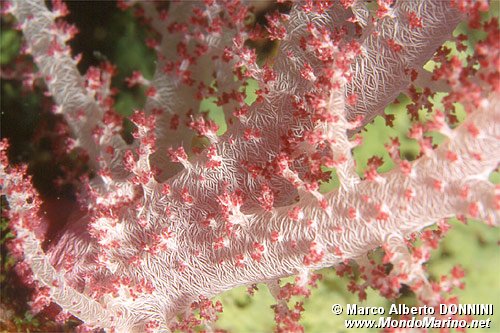 Alcionario rosa (Dendronephthya hemprichi)