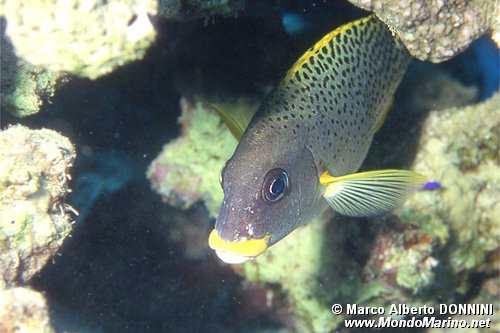 Gaterino tropicale (Plectorhinchus gaterinus)