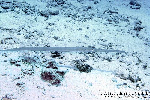 Pesce flauto (Fistularia commersonii)