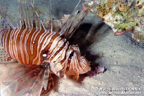 Pesce cobra (Pterois miles)