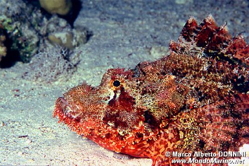 Pesce scorpione tassellato (Scorpaenopsis oxycephalus)