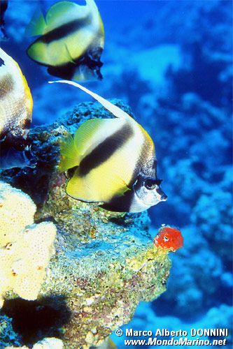 Pesce farfalla virgola (Heniochus intermedius)