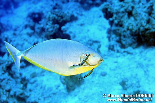 Pesce unicorno liscio (Naso hexacanthus)