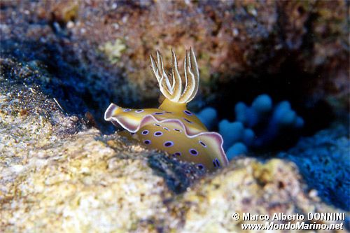 Chromodoris gemella (Chromodoris geminus)