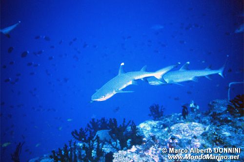 Squalo pinna bianca (Triaenodon obesus)