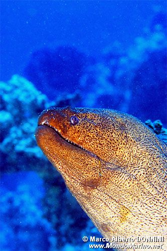 Murena gigante (Gymnothorax javanicus)