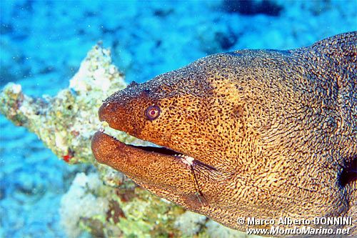 Murena gigante (Gymnothorax javanicus)
