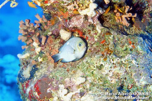 Lutianide (Macolor niger)