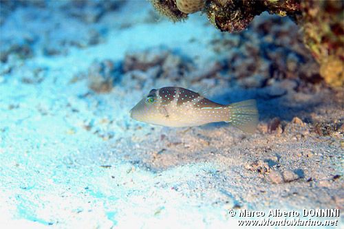 Pesce palla coronato (Canthigaster coronata)