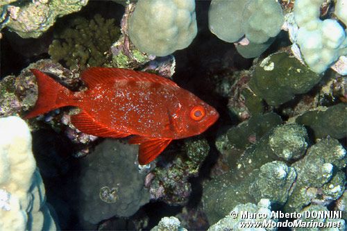 Pesce occhio grosso (Priacanthus hamrur)