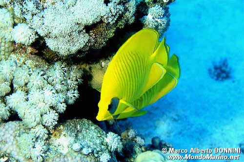 Pesce farfalla semimascherato (Chaetodon semilarvatus)
