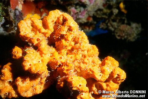 Spugna arancione (Stylotella aurantium)