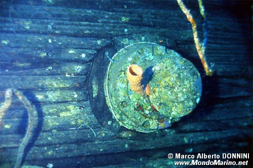 Relitto del Salem Express ( )