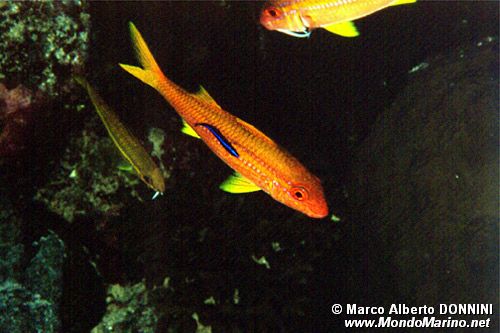 Triglia (Parupeneus n.d.)