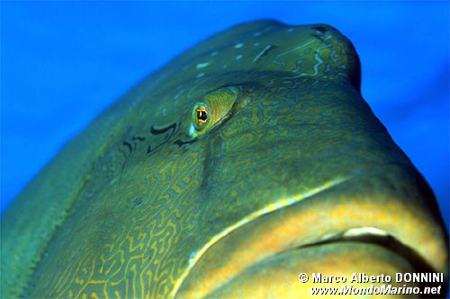 Pesce napoleone (Cheilinus undulatus)