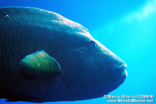 Pesce napoleone (Cheilinus undulatus)