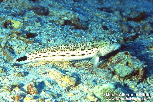 Parapercide ocellato (Parapercis hexophtalma)