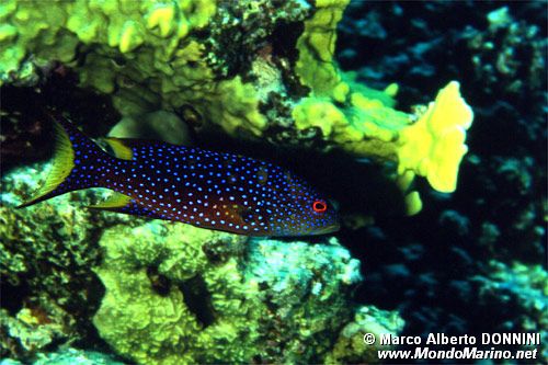 Cernia coda mezzaluna (Variola louti)