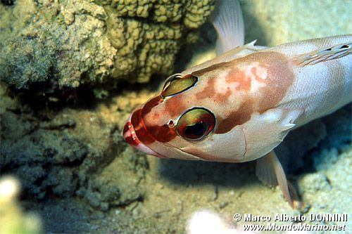 Cernia dal berretto basco (Epinephelus fasciatus)