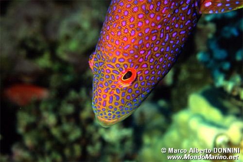 Cernia coda mezzaluna (Variola louti)