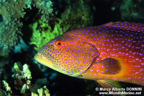 Cernia coda mezzaluna (Variola louti)