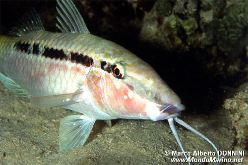 Triglia di Forsskal (Parupeneus forsskali)