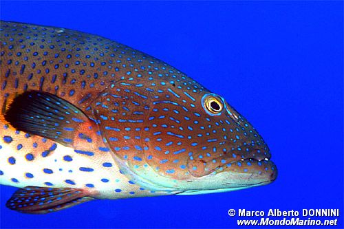Cernia dei coralli del Mar rosso (Plectropomus pessuliferus marisrubri)